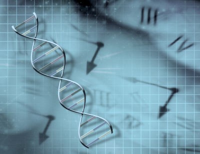 La transcripción del ADN en el medio del tiempo
